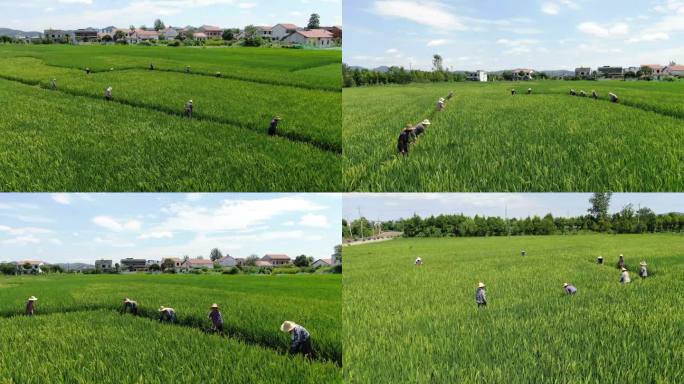 丰收季农民在稻田辛勤劳作