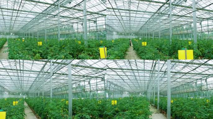 犀浦有机农庄大棚蔬菜从左到右拍摄