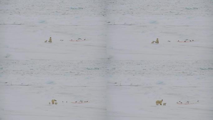 北极熊与幼崽