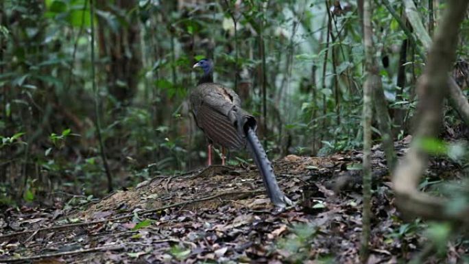 奇异鸟: 成年雄性大阿格斯 (Argusianus argus)，角度观，清晨在舞蹈地上行走，以吸引