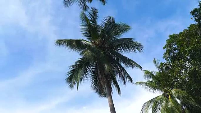 沿海滩的蓝天下椰子树的低角度视图