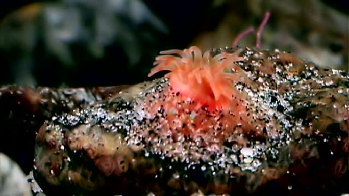 红色海葵actinia在白海海底的水下关闭。