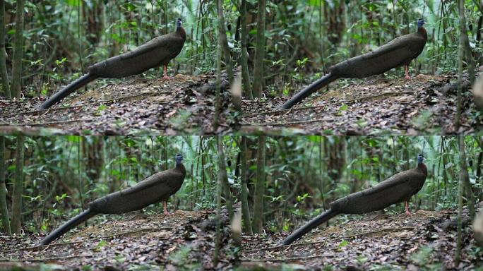 奇异鸟: 成年雄性大阿格斯 (argsianus argus)，角度观，清晨在泰国南部Thale B