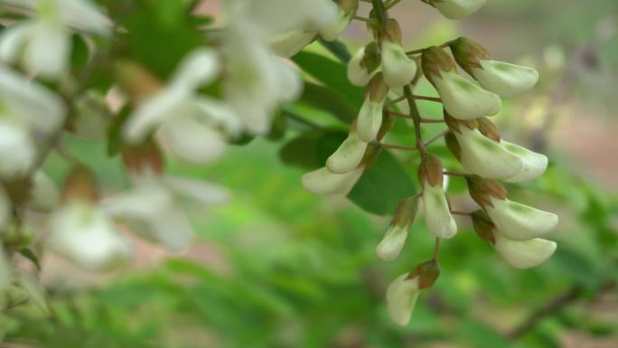 槐花夏天槐花饭