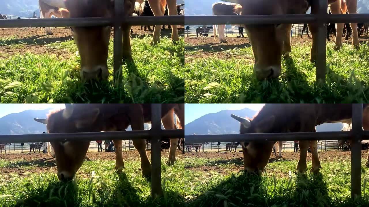 视频牛在犹他州牛仔队的前场草丛上放牧，并在西部户外为牛仔竞技牛仔围场打牌放牧牲畜