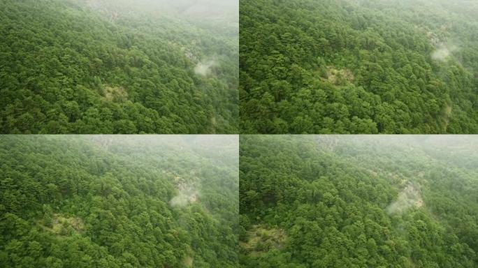 在暴风雨的日子里，4k uhd镜头在雨林上空飞入雨云中