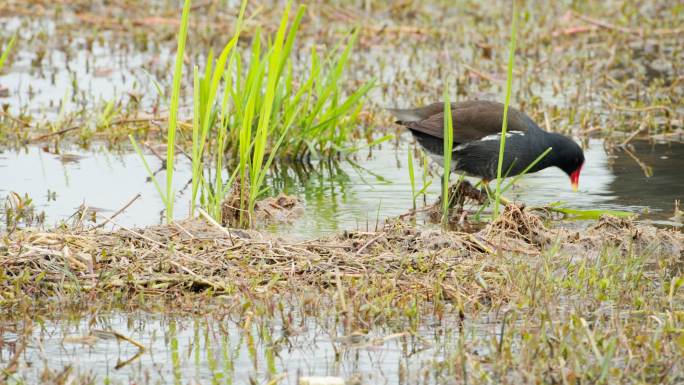 沼泽湿地池塘里黑水鸡觅食