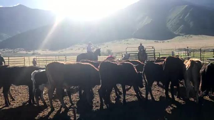 犹他州牛仔骑马并在西部户外为牛仔竞技表演的牛仔竞技表演中标记牲畜的视频