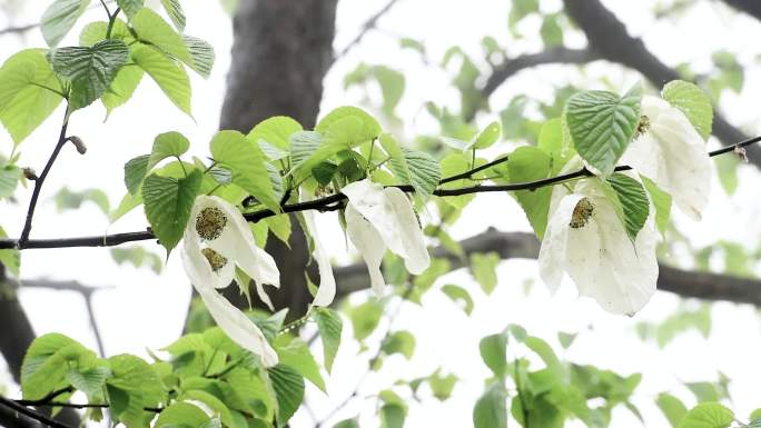 鸽子花珙桐树森林树林古树生态自然景观