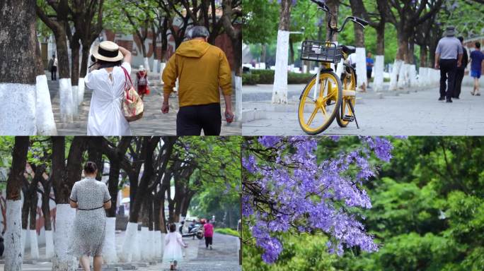 昆明春城路的蓝花楹和行人