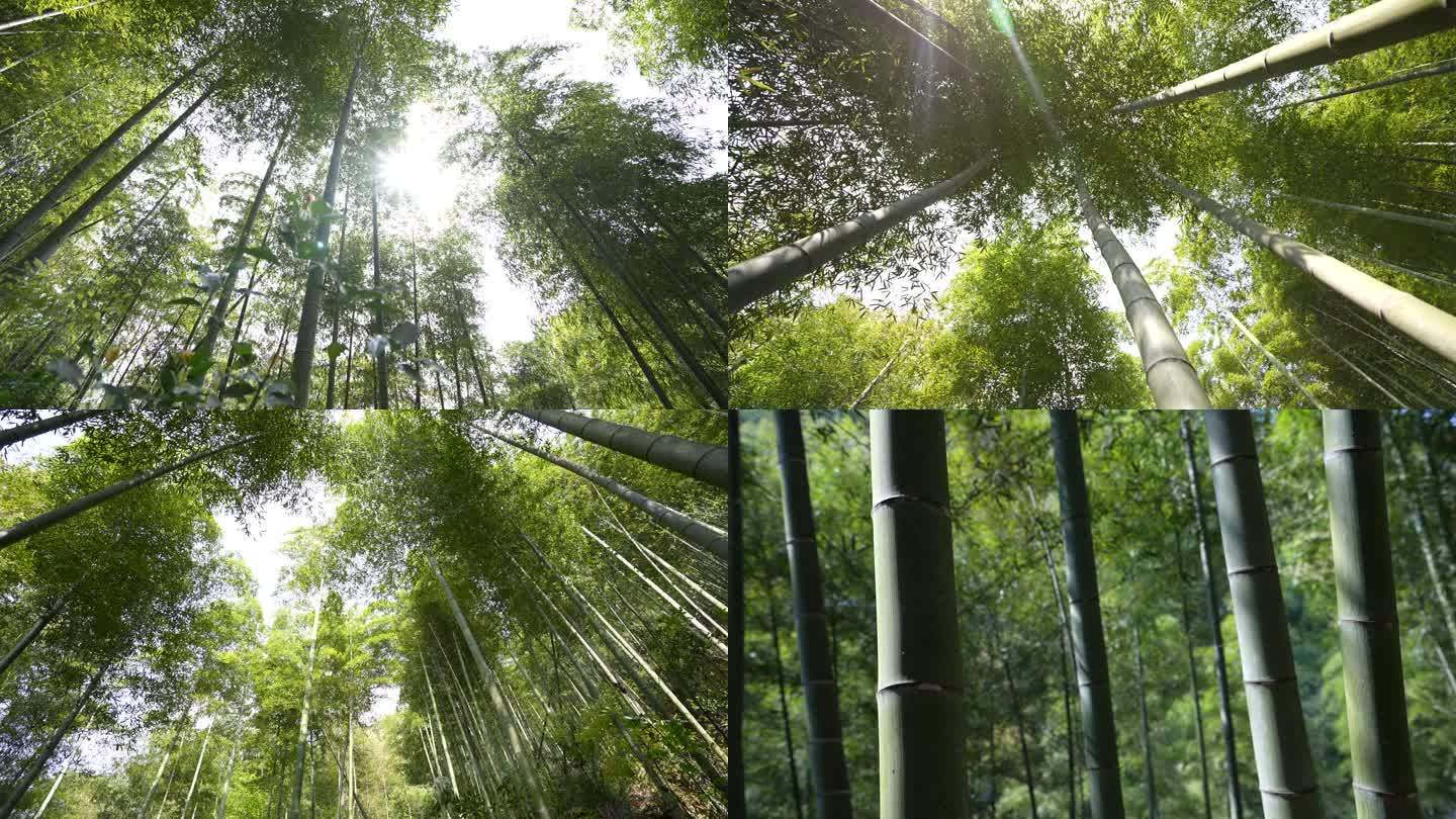22个竹林拍摄镜头 4K60P