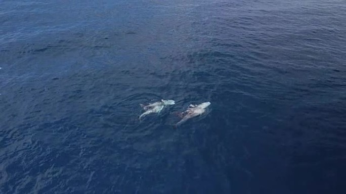 领航鲸自由游泳，富埃特文图拉加那利群岛