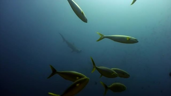 浅滩鱼水下加拉帕戈斯海洋泻湖中的锤头鲨群。