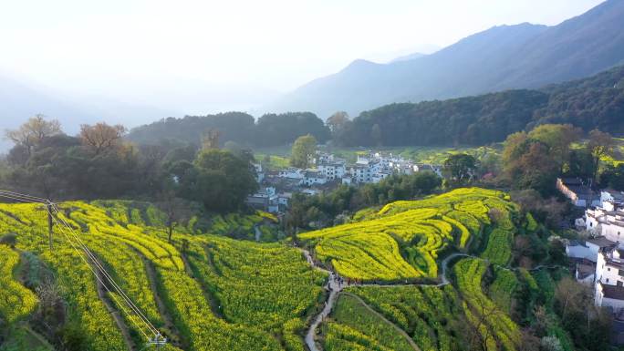 航拍江西省婺源江岭景区油菜花花海风景