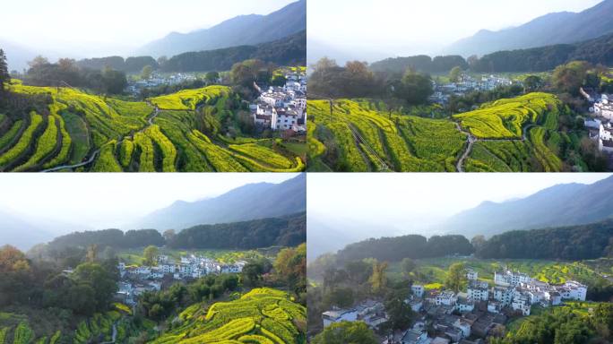 航拍江西省婺源江岭景区油菜花花海风景