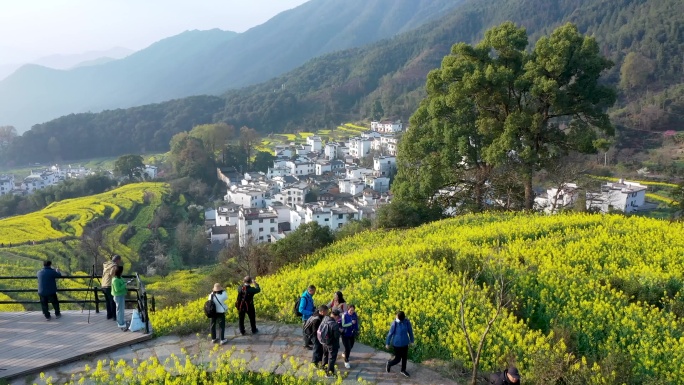 航拍江西省婺源江岭景区油菜花花海风景