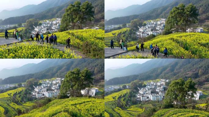 航拍江西省婺源江岭景区油菜花花海风景