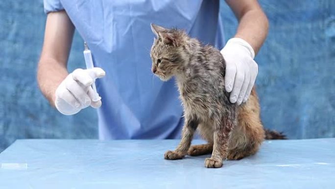 猫兽医。兽医诊所的家畜。兽医给猫打针。医疗保健和医学。兽医调查了猫。特写