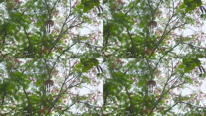 风铃挂在花园里的树上。树枝上的风水风铃。风水符号概念