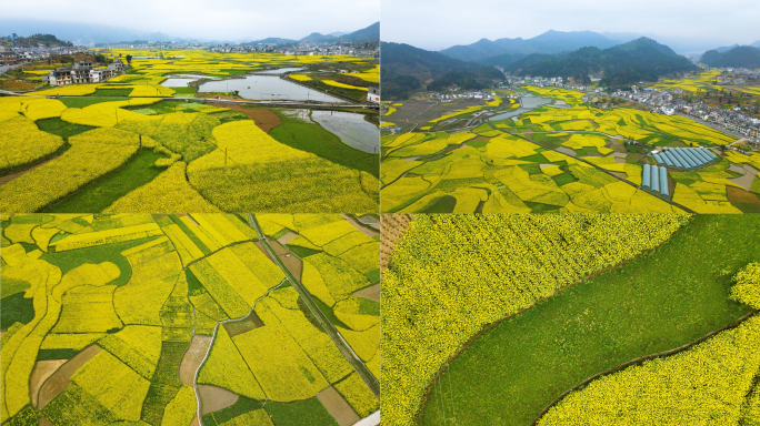 贵州省金沙县金白村油菜花海山间农场