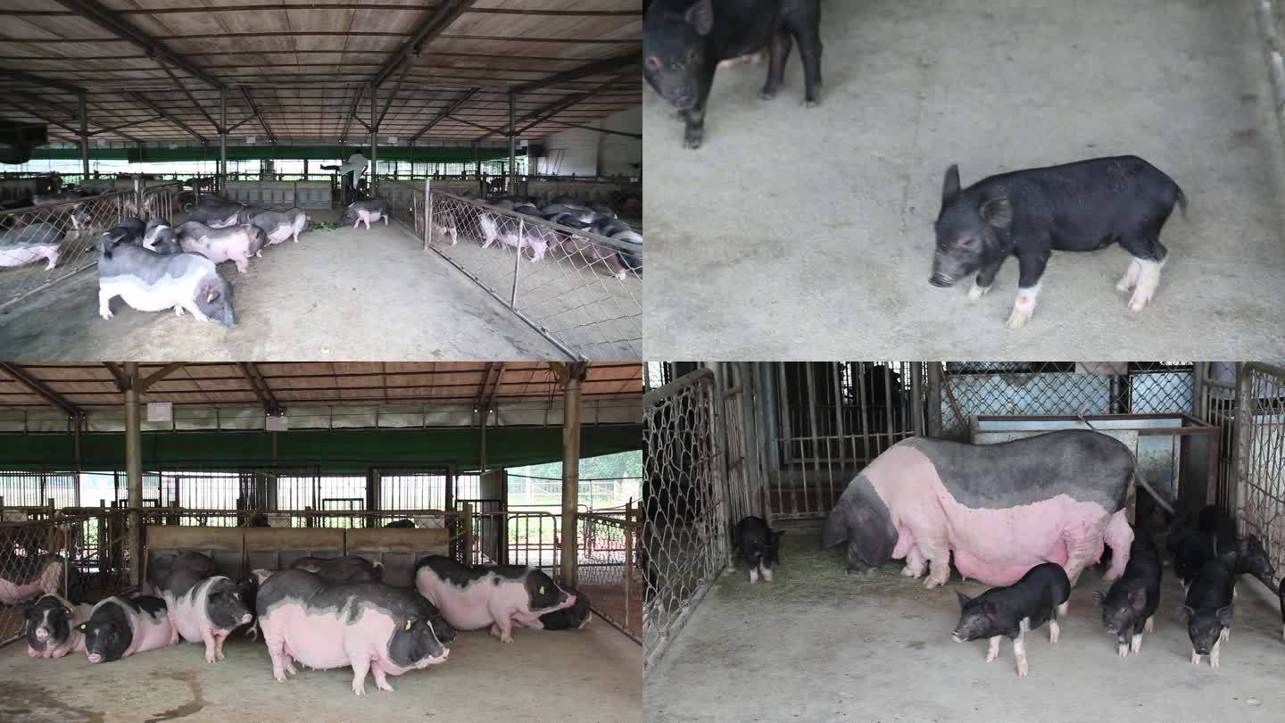 黑猪养殖海南黑猪屯昌黑猪定安黑猪养殖场