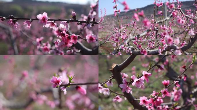 岱崮桃花