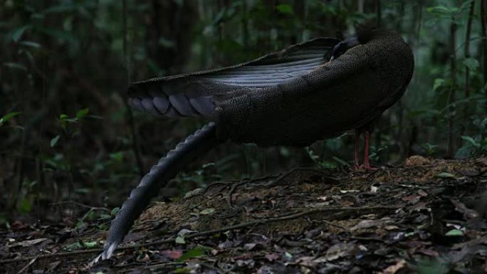 奇异鸟: 成年雄性大阿格斯 (Argusianus argus)，角度观，清晨在舞蹈地上行走，以吸引