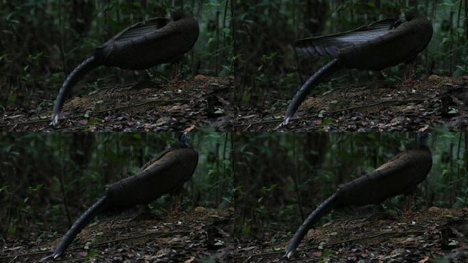 奇异鸟: 成年雄性大阿格斯 (Argusianus argus)，角度观，清晨在舞蹈地上行走，以吸引