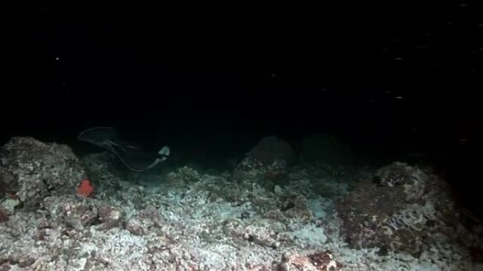 马尔代夫令人惊叹的海底背景下的蝠ta鱼水下坡道鱼。