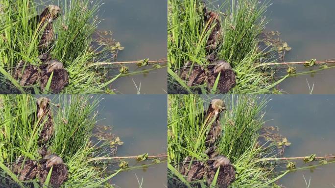 绿头鸭，湖上的雌性野鸭，Anas platyrhynchos。