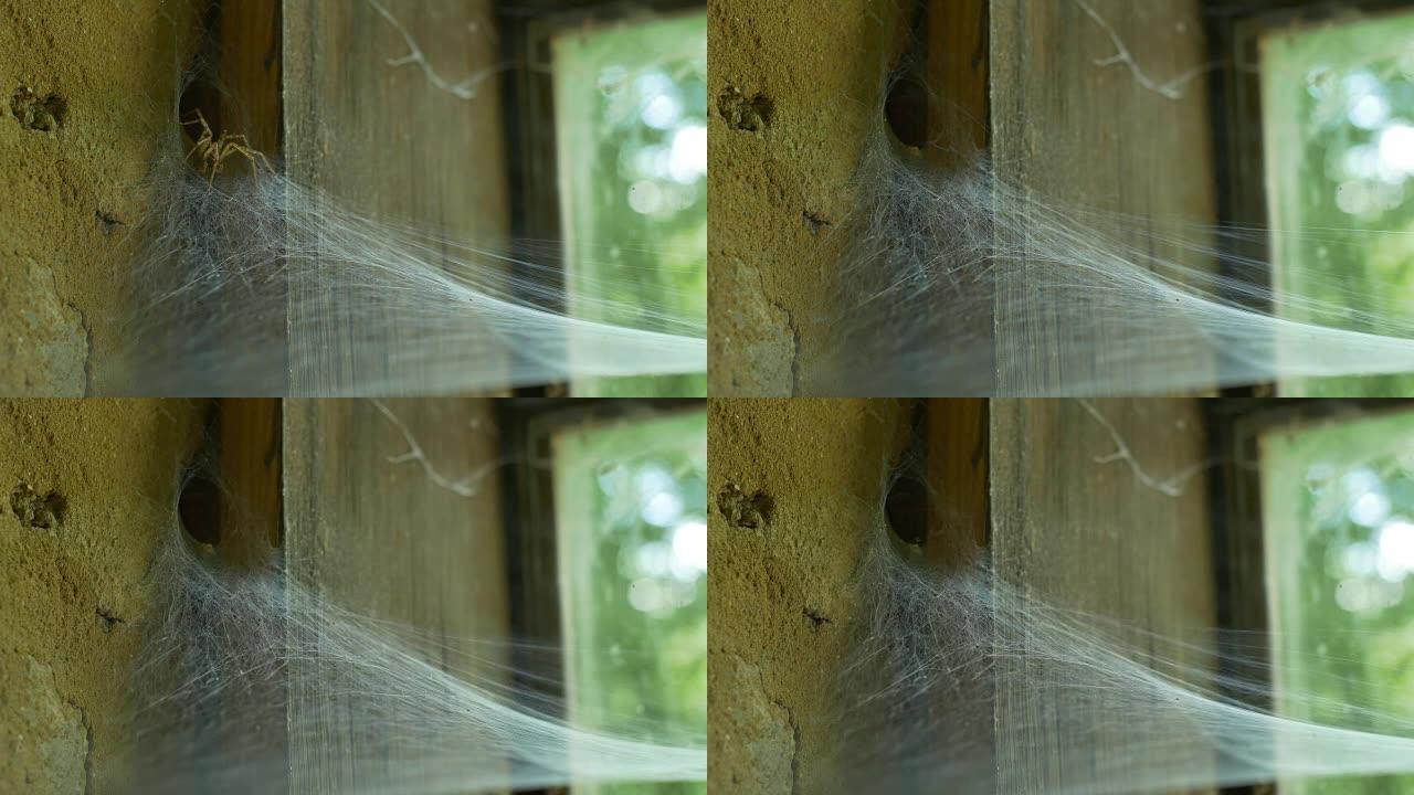 旧窗户上的蜘蛛和网