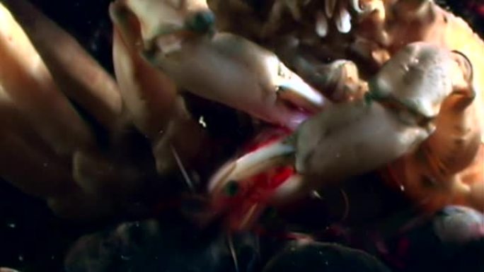 螃蟹在俄罗斯白海海底的水下吃虾。