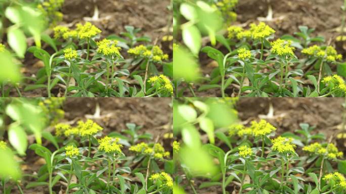 夏天泥土地里的黄色小野花