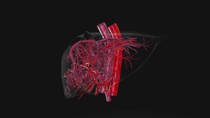 肝脏动脉静脉三维动画