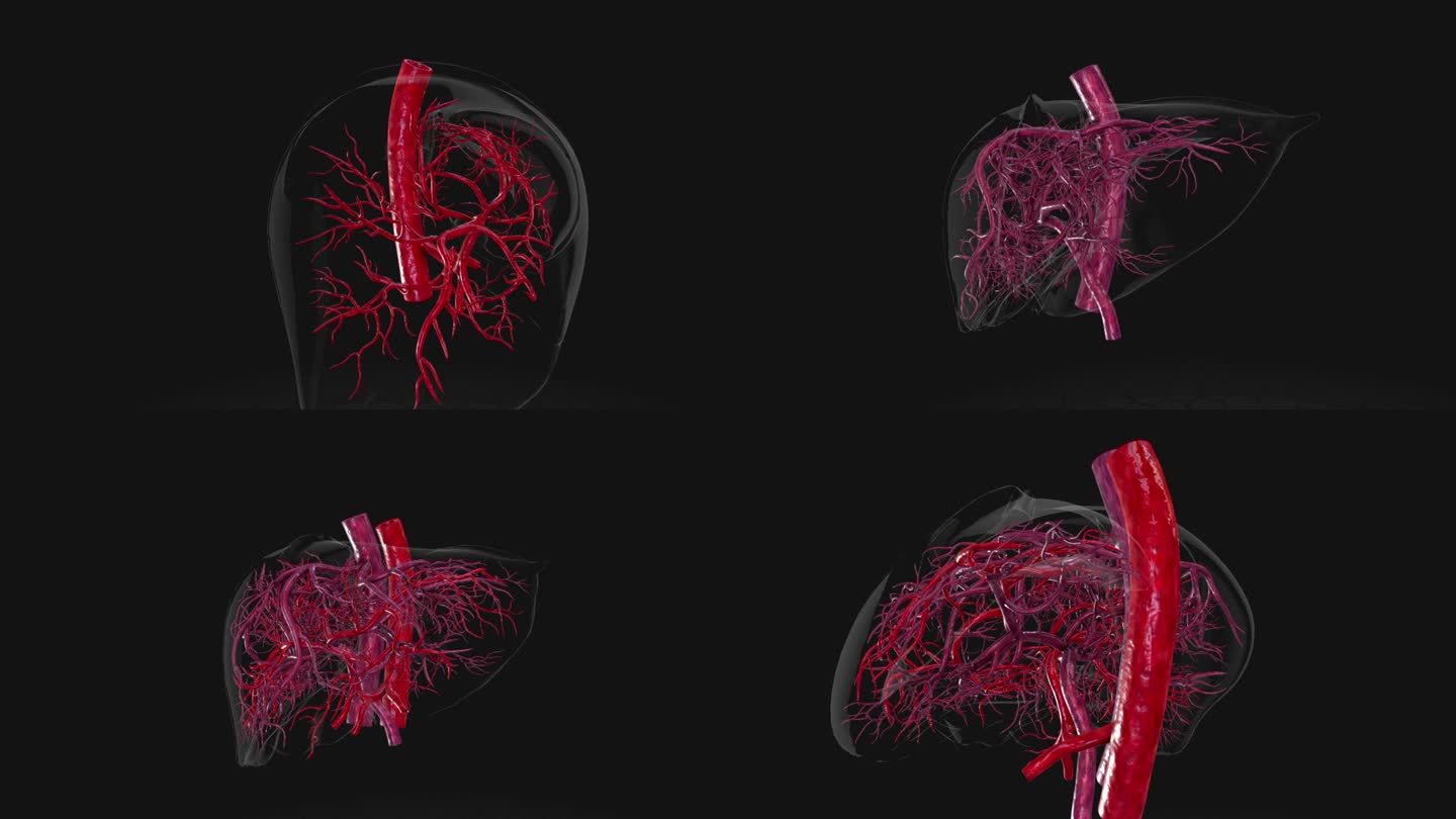 肝脏动脉静脉三维动画