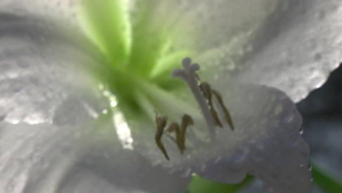 在慢镜头中用水滴在白色的孤挺花中改变焦点。
