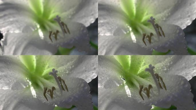 在慢镜头中用水滴在白色的孤挺花中改变焦点。