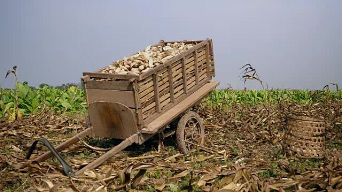 玉米地边地上装载玉米竹篮的木车