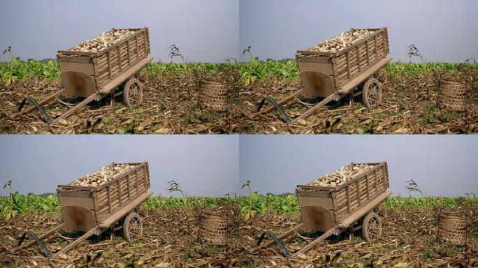 玉米地边地上装载玉米竹篮的木车