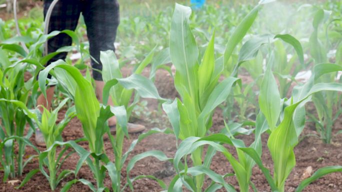 农业玉米地施肥打药