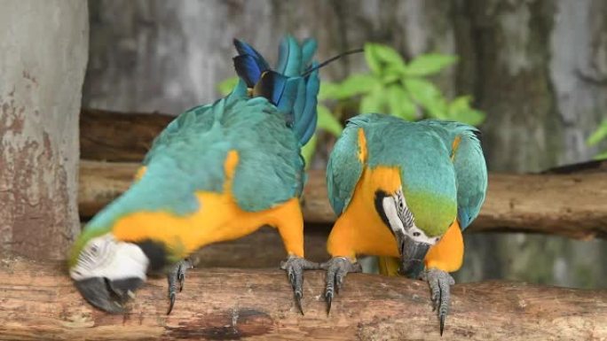 鸟类被限制在动物园里。鸟类缺乏在野外生活的自由，Macore鸟抓住树枝。
