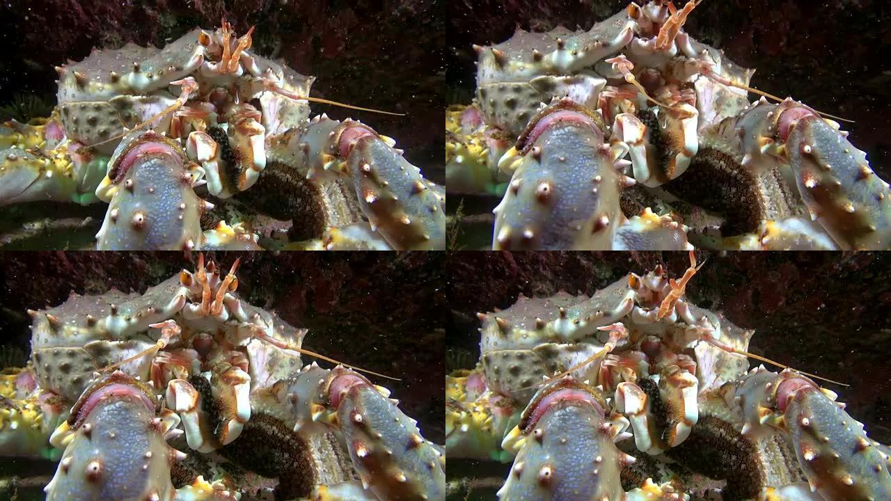 巨型帝王蟹在巴伦支海的海底吃食物。