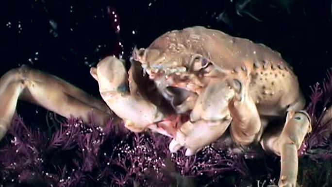蟹爪中的虾在白海海底的水下口附近特写。