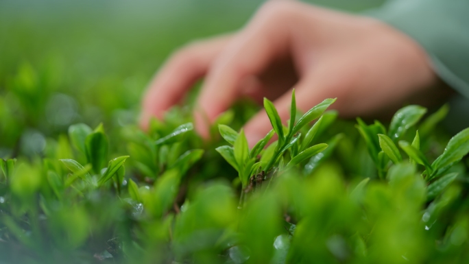 春茶茶叶茶山茶园采茶晒茶