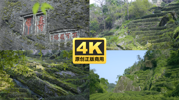 武夷山 牛栏坑 茶山 正岩山场