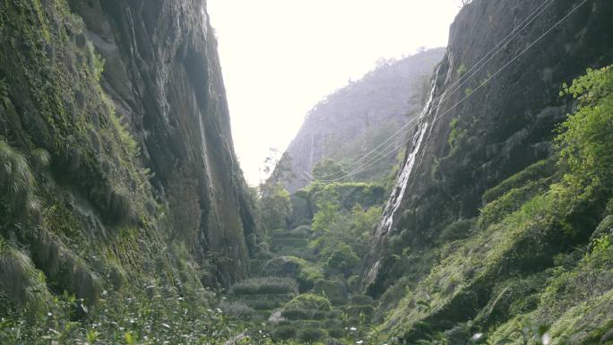 武夷山 牛栏坑 茶山 正岩山场