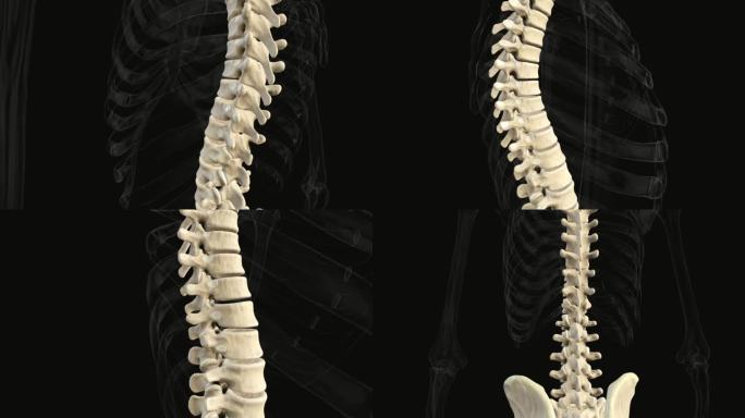脊柱骨骼三维动画