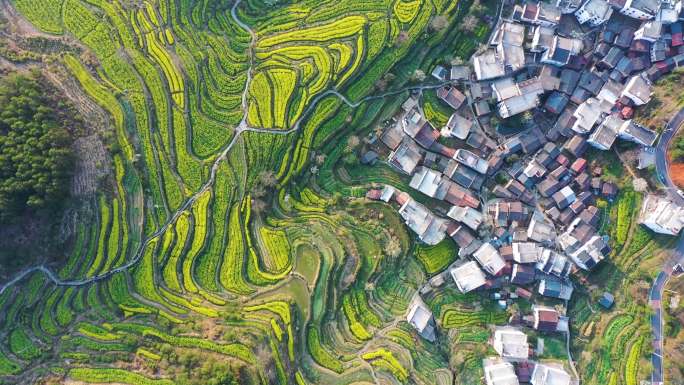 航拍江西省婺源江岭景区油菜花花海风景