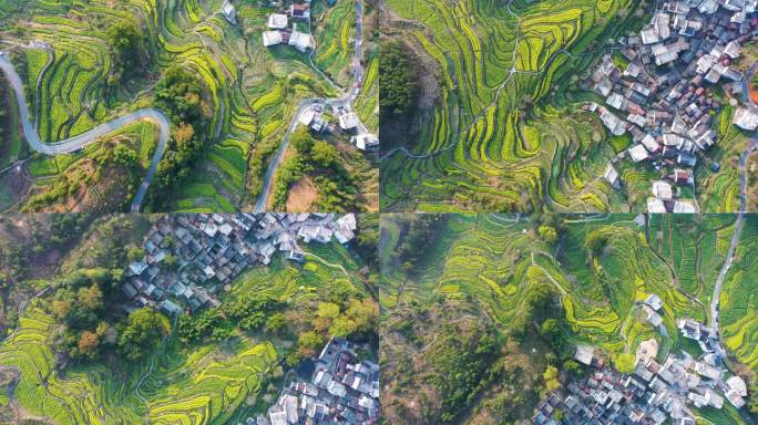 航拍江西省婺源江岭景区油菜花花海风景