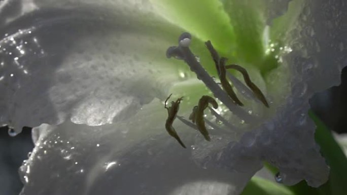 优雅的白色孤挺花的极端特写镜头，水滴在慢动作的风中颤抖。